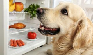 狗狗能吃菠萝吗 狗可以吃蓝莓吗